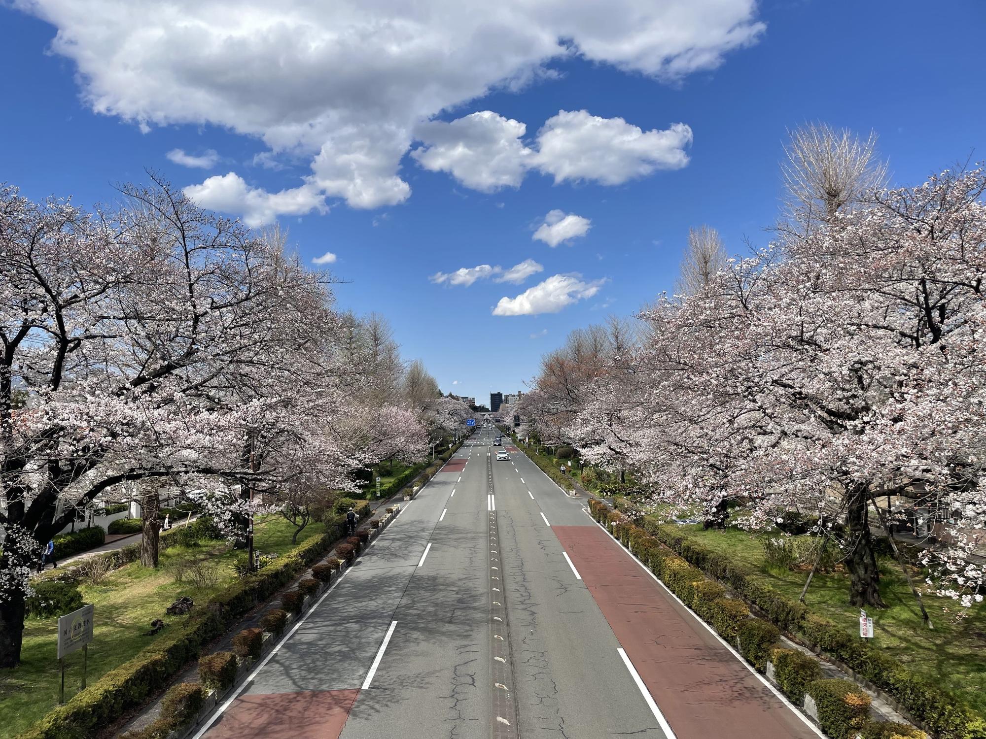 春の大学通り