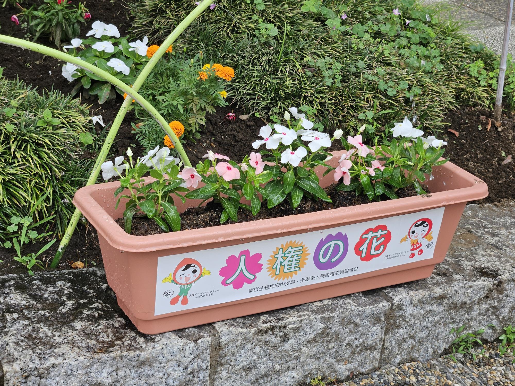 R7人権の花一小