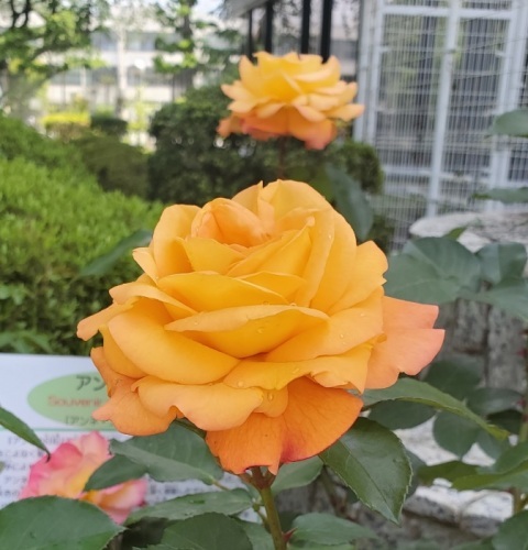 アンネのバラ
