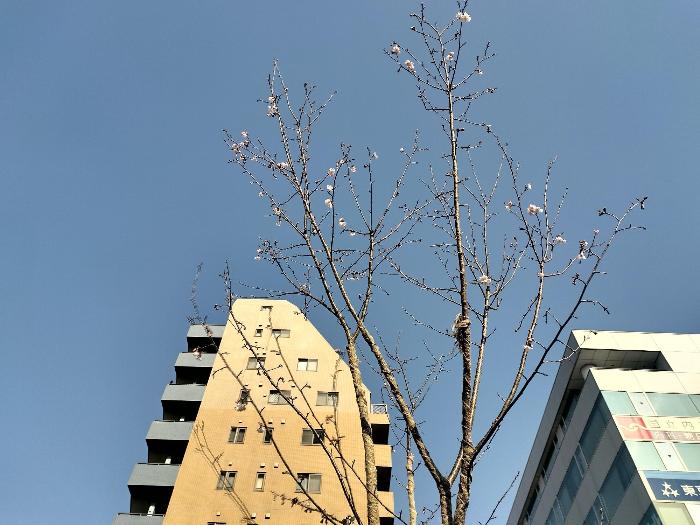 開花した大寒桜