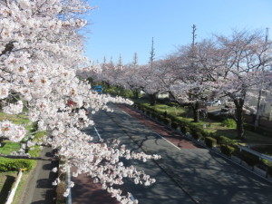 大学通りの桜(4月4日午前8時30分ごろ撮影)