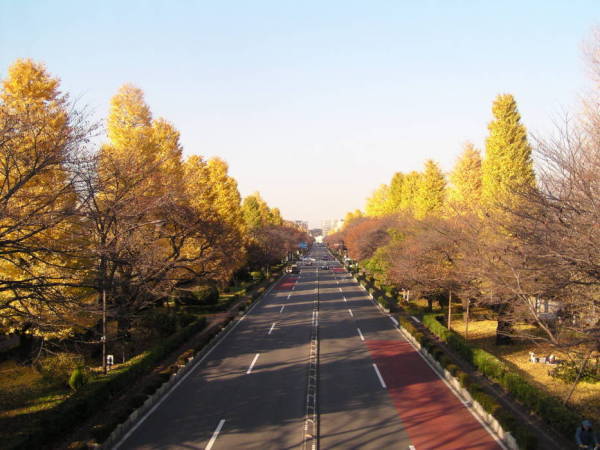 大学通りの紅葉の写真