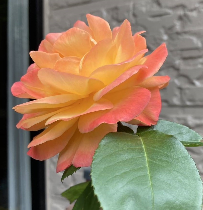 アンネのバラ(市民)