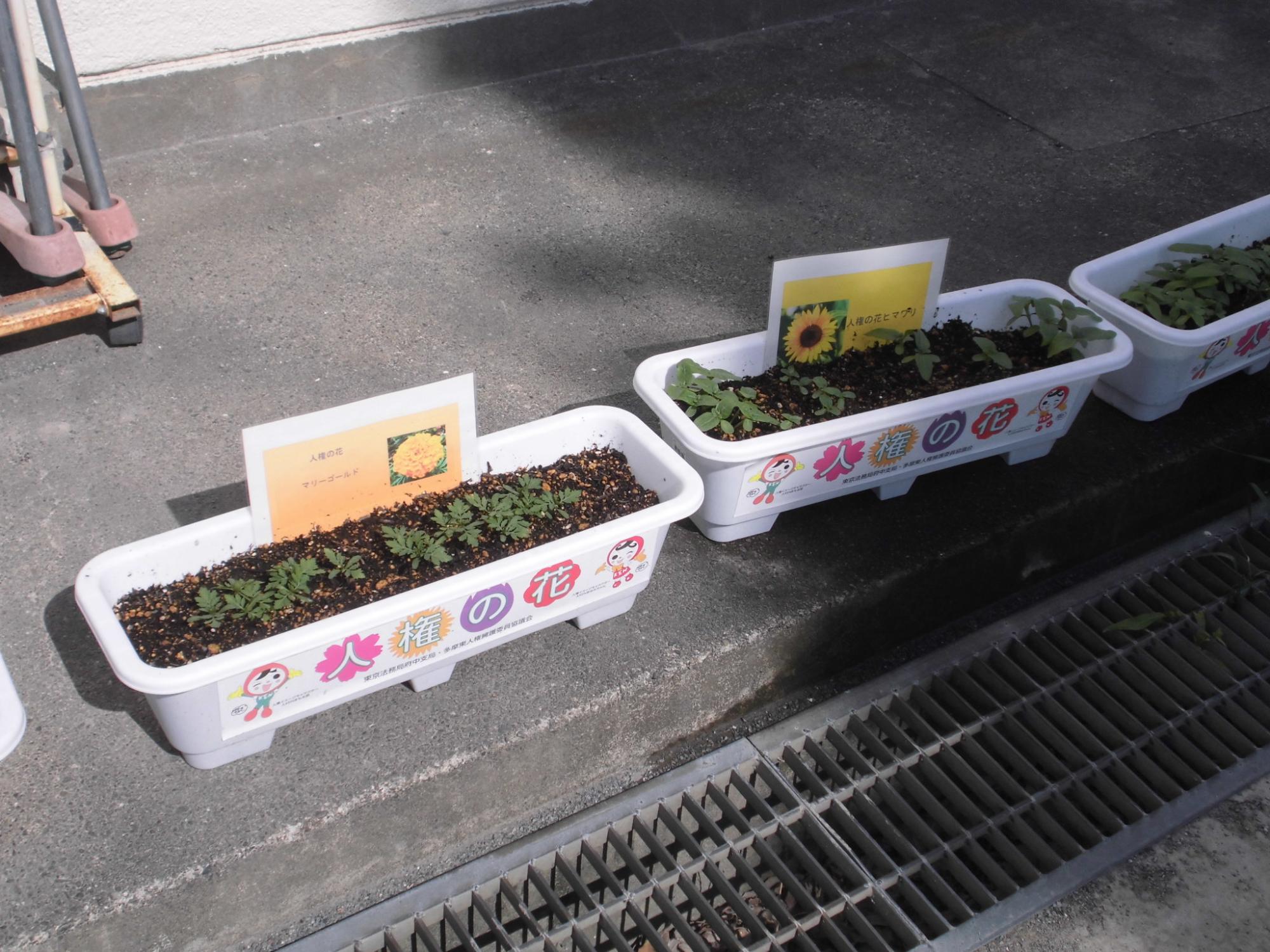 R7人権の花八小2