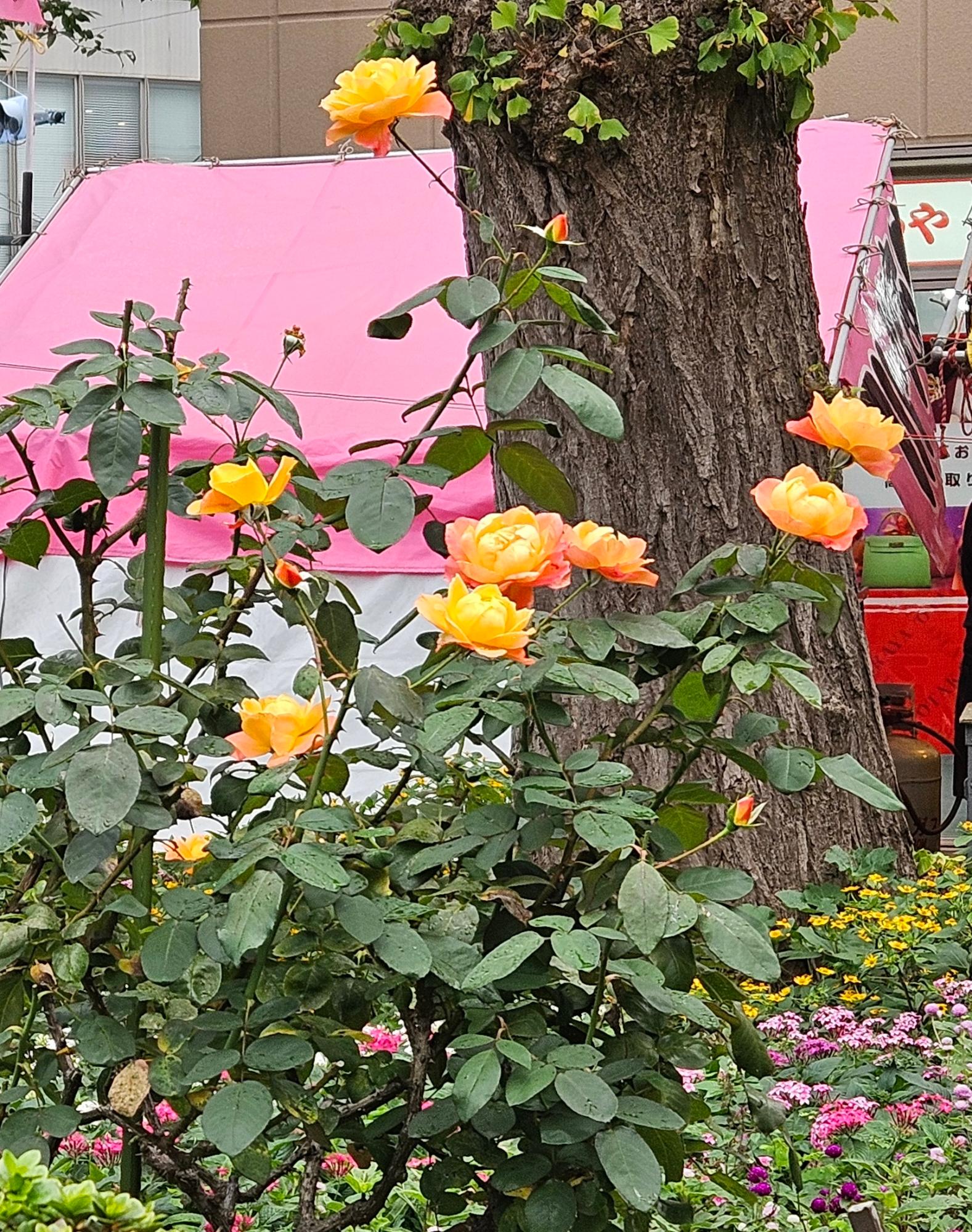 国立駅前のアンネのバラ