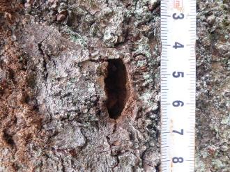 クビアカツヤカミキリの脱出孔